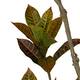 Plant croton artificial 70x80x185cm - Green