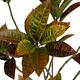 Plant croton artificial 55x60x125cm - Green