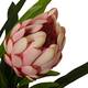 Flower protea artificial 80x75x116cm
