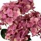 Flower hydrangea artificial 50x40x30cm - Pink