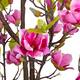 Tree magnolia artificial 80x70x180cm - Pink