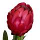 Flower protea artificial 80x75x116cm - Pink