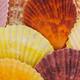 Tealight holder glass with shells 13x13x12.5cm