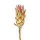 Protea compacta 15pc 37x20x7cm - Pink