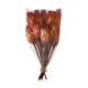 Protea gold cup 15pc 37x20x10cm