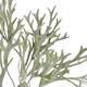 Branch platycerium artificial 38x20x10cm - Green