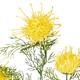 Branch chrysanthemum artificial 68x20x8cm