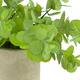 Plant in pot pelargonium PE 8x8x22cm