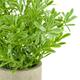 Plant in pot buxus PE 8x8x23cm - Green