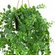 Plant dischidia PE with hanger 18x18x80cm - Green