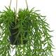 Plant senecio PE with hanger 15x15x60cm