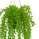 Plant dischidia PE with hanger 16x16x65cm