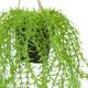Plant willow PE with hanger 16x16x75cm - Green
