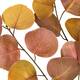 Branch eucalyptus artificial 82x5x35cm - Orange