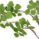 Branch Acacia leaf spray artificial 132x58x20cm