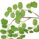 Branch acacia leaf spray artificial 90x32x5cm - Green