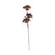 Branch heracleum artificial 77x20x10cm