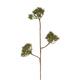 Branch heracleum artificial 77x20x10cm - Green