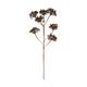 Branch heracleum artificial 115x40x10cm