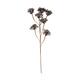 Branch heracleum artificial 115x40x10cm - Brown
