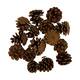 Display 200gr pinecone 29x17x5.5cm