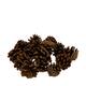 Display 200gr pinecone 29x17x5.5cm