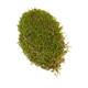 Moss flat 1kg in box nature 58x30x13cm
