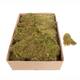 Moss flat 2kg in box moss 59x29x19cm
