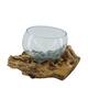 Root gamal wood with glass 33x23x18cm