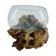 Root gamal wood with glass 33x23x18cm