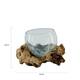 Root gamal wood with glass 33x23x18cm