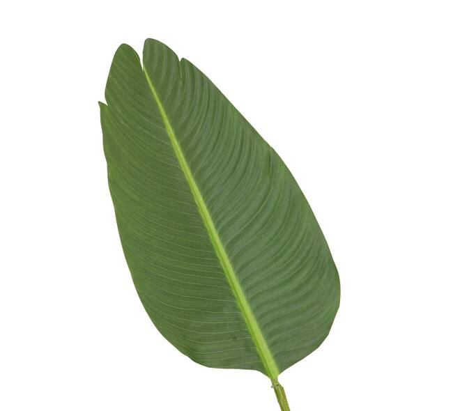 Plant strelitzia artificial 90x80x155cm