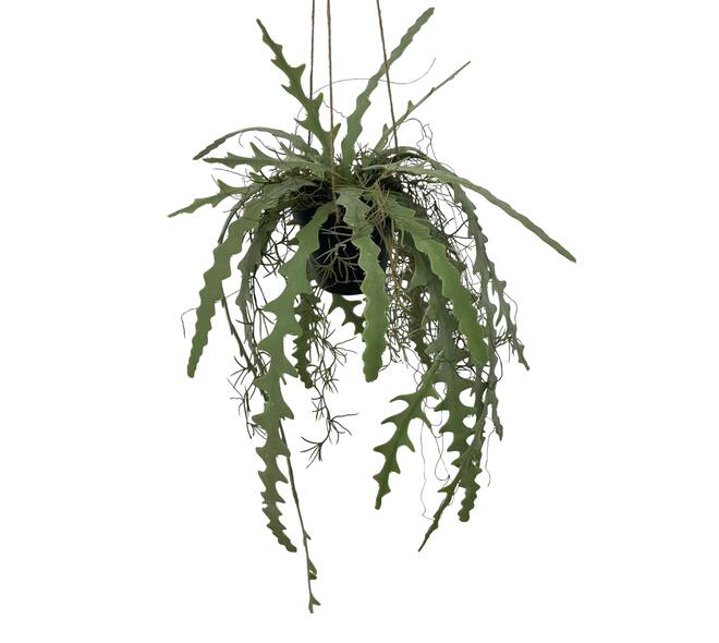 Plant hanging fern artificial 45x45x110cm - Green