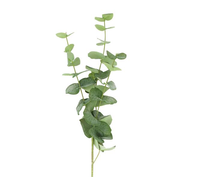 Branch eucalyptus spiral real touch artificial 78x20x10cm