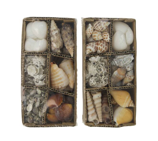 Shell assorted in box nature 14x9x6cm 400gr A/2