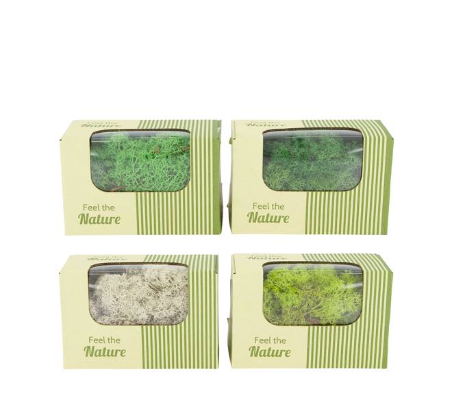 Moss reindeer 50gr nature 14x8x10cm - Green