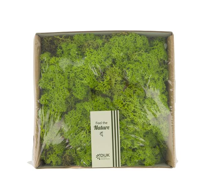 Moss reindeer 250gr nature 19x19x7cm - Green
