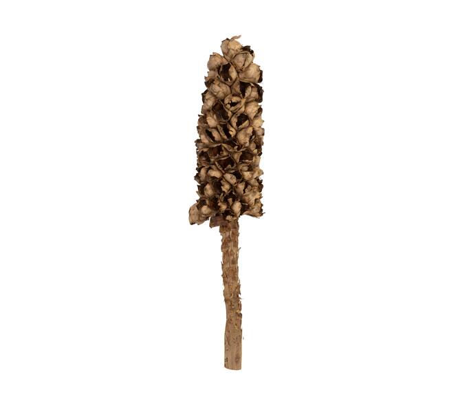 Cacho de coco with stem 90cm - Natural