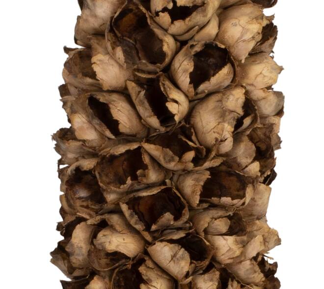Cacho de coco with stem 90cm - Natural