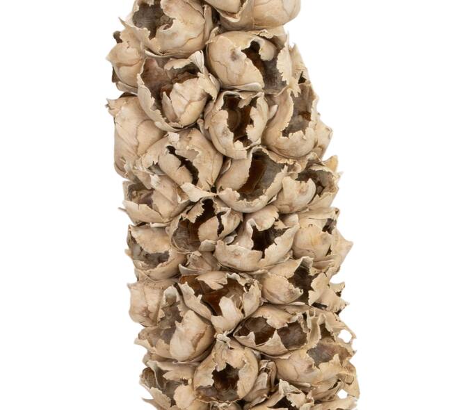 Cacho de coco with stem 90cm - Cream