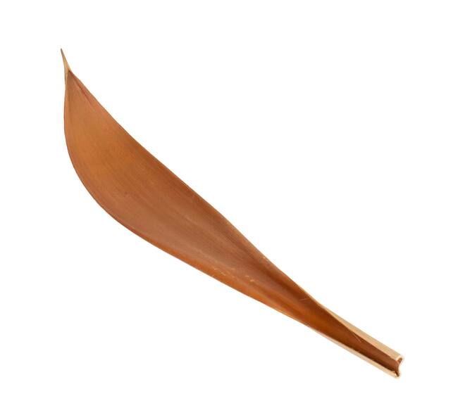 Coco giant 60-80cm