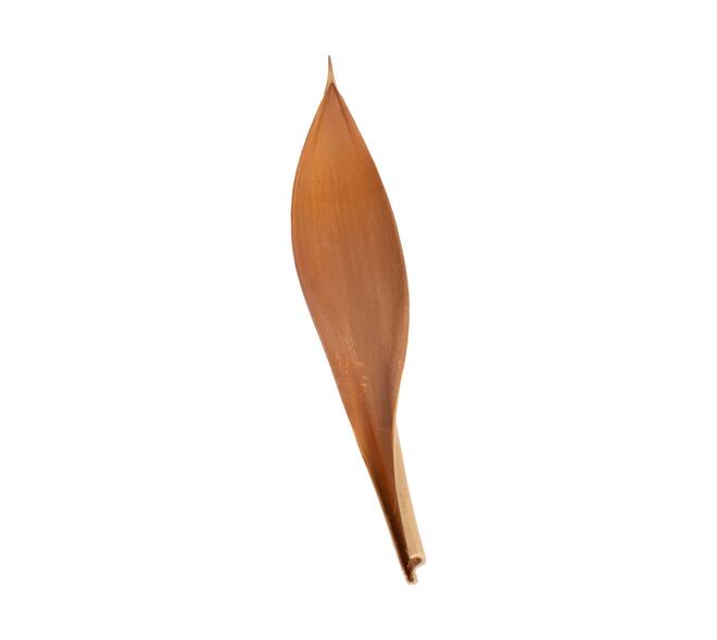 Coco giant 60-80cm