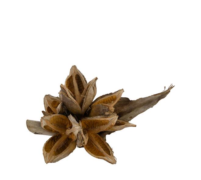 Penca sororoca medium - Natural