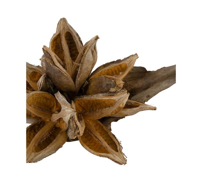 Penca sororoca medium - Natural