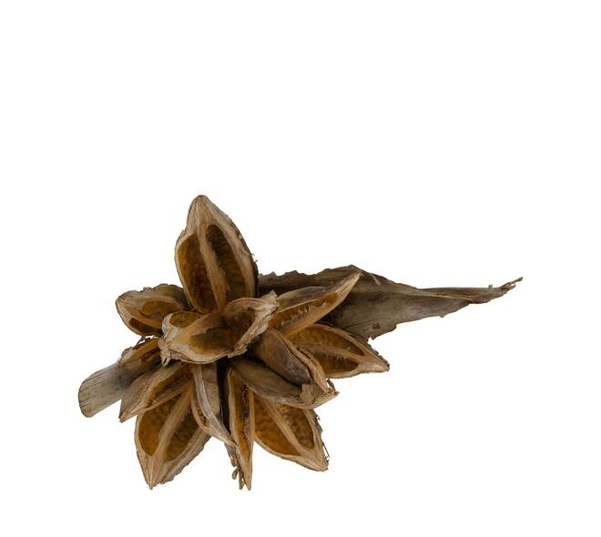 Penca sororoca medium - Natural