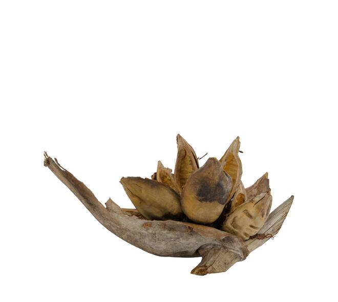 Penca sororoca medium - Natural