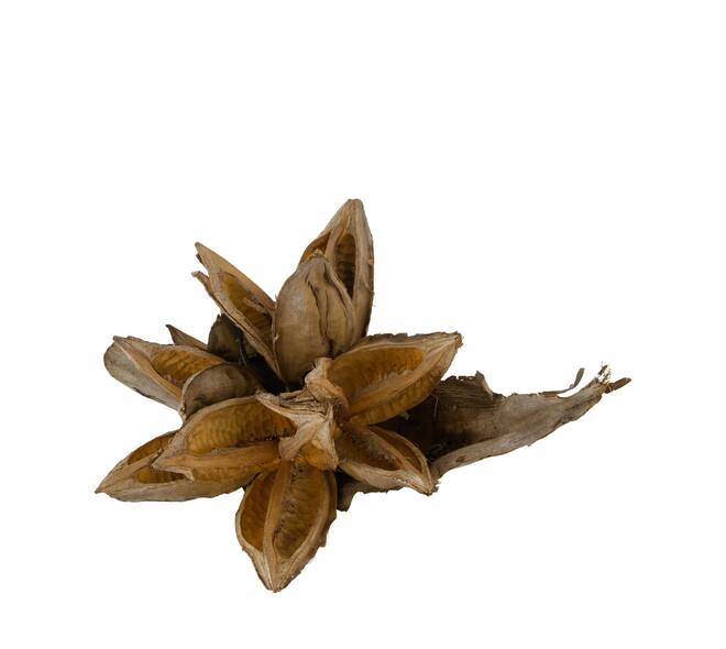 Penca sororoca medium - Natural