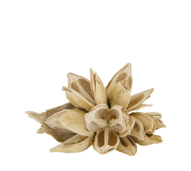 Penca sororoca medium - Cream