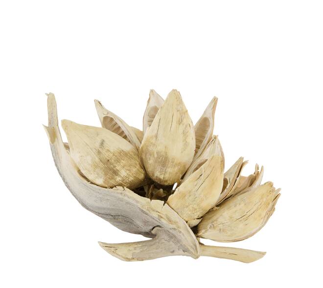 Penca sororoca medium - Cream