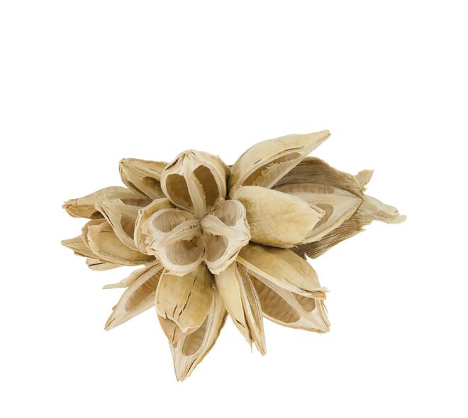 Penca sororoca medium - Cream